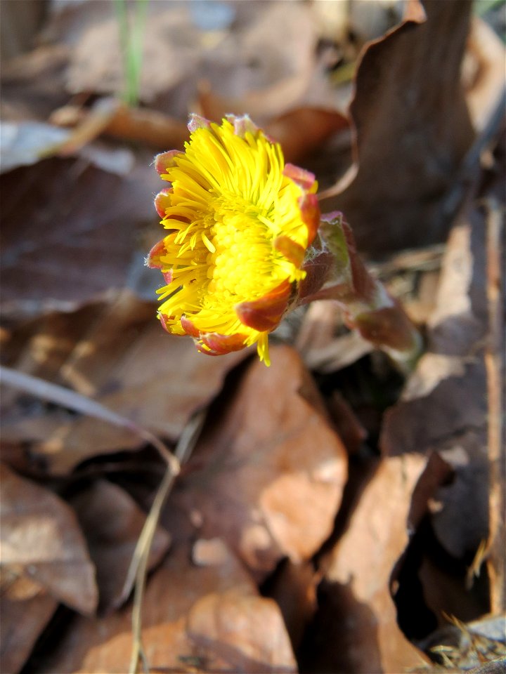 Huflattich (Tussilago farfara) in der Schwetzinger Hardt