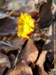 Huflattich (Tussilago farfara) in der Schwetzinger Hardt