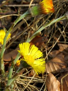 Huflattich (Tussilago farfara) in der Schwetzinger Hardt