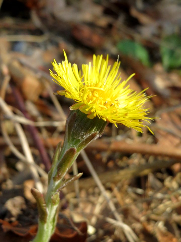 Huflattich (Tussilago farfara) in der Schwetzinger Hardt