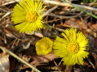 Huflattich (Tussilago farfara) in der Schwetzinger Hardt
