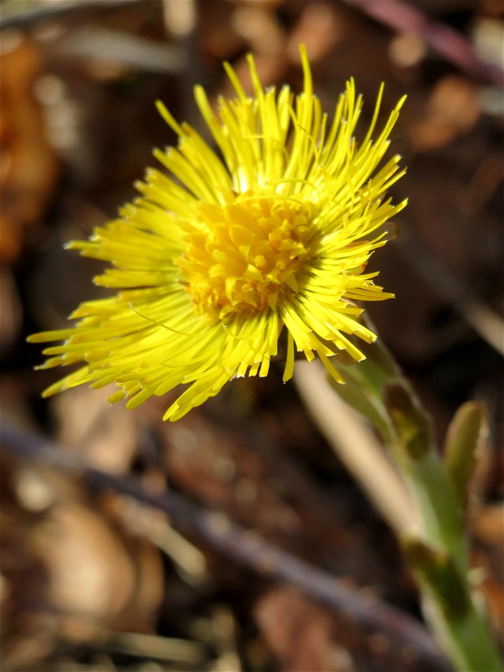 Huflattich (Tussilago farfara) in der Schwetzinger Hardt