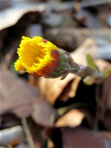 Huflattich (Tussilago farfara) in der Schwetzinger Hardt