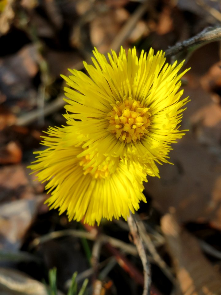 Huflattich (Tussilago farfara) in der Schwetzinger Hardt