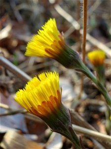 Huflattich (Tussilago farfara) in der Schwetzinger Hardt