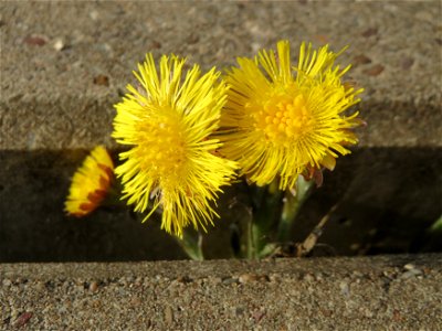 Ritzenbotanik: Huflattich (Tussilago farfara) an der Saar in Saarbrücken