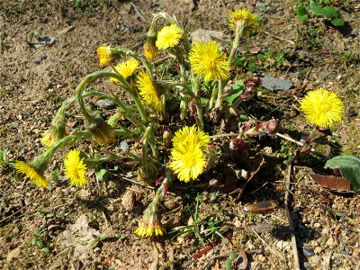 Huflattich (Tussilago farfara) nahe der Goldenen Bremm in Alt-Saarbrücken