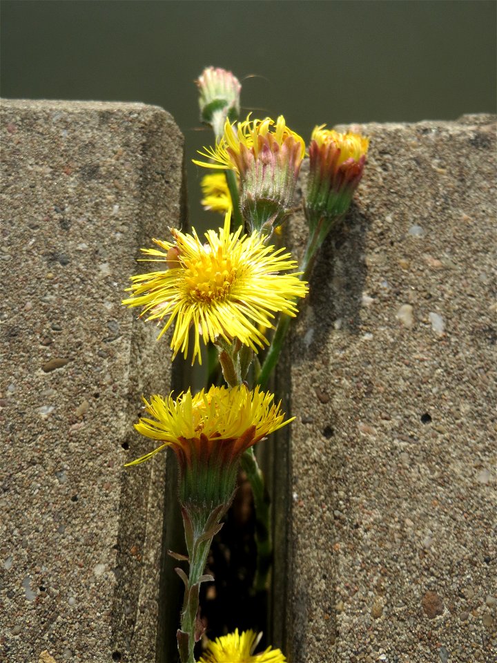 Ritzenbotanik: Huflattich (Tussilago farfara) an der Saar in Saarbrücken