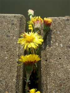 Ritzenbotanik: Huflattich (Tussilago farfara) an der Saar in Saarbrücken