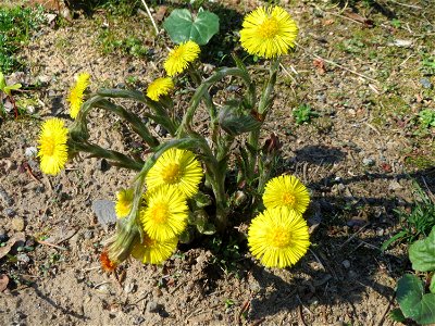 Huflattich (Tussilago farfara) nahe der Goldenen Bremm in Alt-Saarbrücken