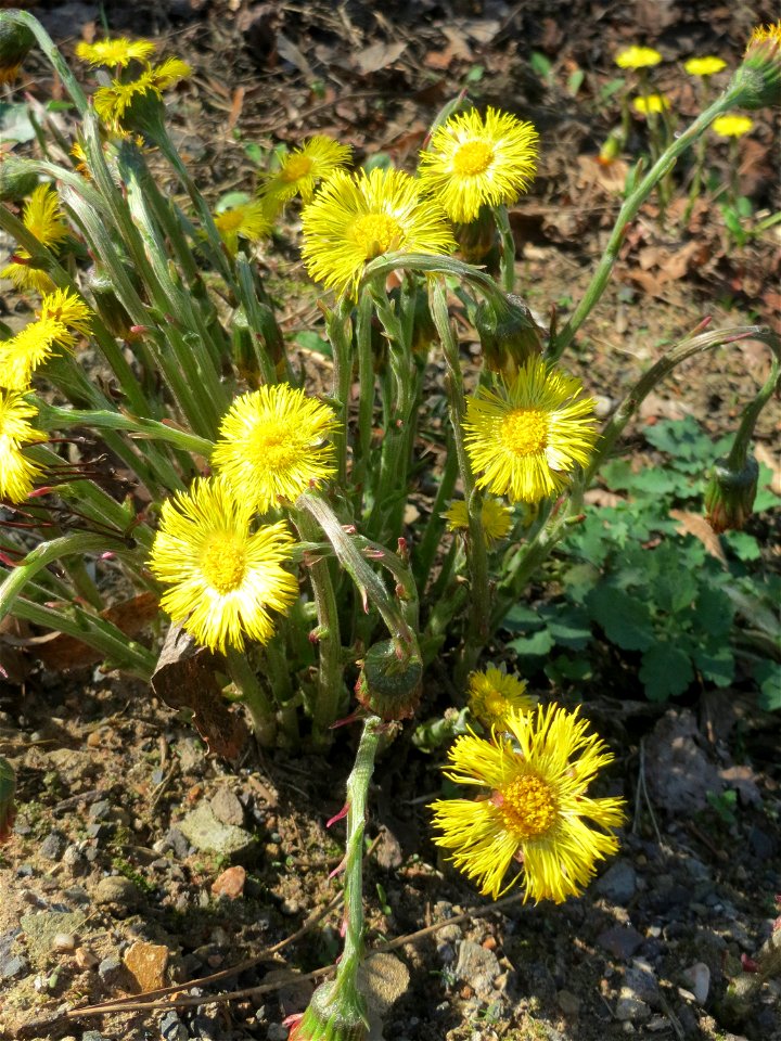 Huflattich (Tussilago farfara) nahe der Goldenen Bremm in Alt-Saarbrücken