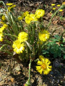 Huflattich (Tussilago farfara) nahe der Goldenen Bremm in Alt-Saarbrücken