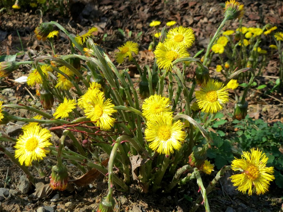 Huflattich (Tussilago farfara) nahe der Goldenen Bremm in Alt-Saarbrücken