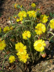 Huflattich (Tussilago farfara) nahe der Goldenen Bremm in Alt-Saarbrücken