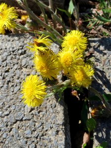 Huflattich (Tussilago farfara) nahe der Goldenen Bremm in Alt-Saarbrücken