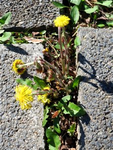Huflattich (Tussilago farfara) nahe der Goldenen Bremm in Alt-Saarbrücken