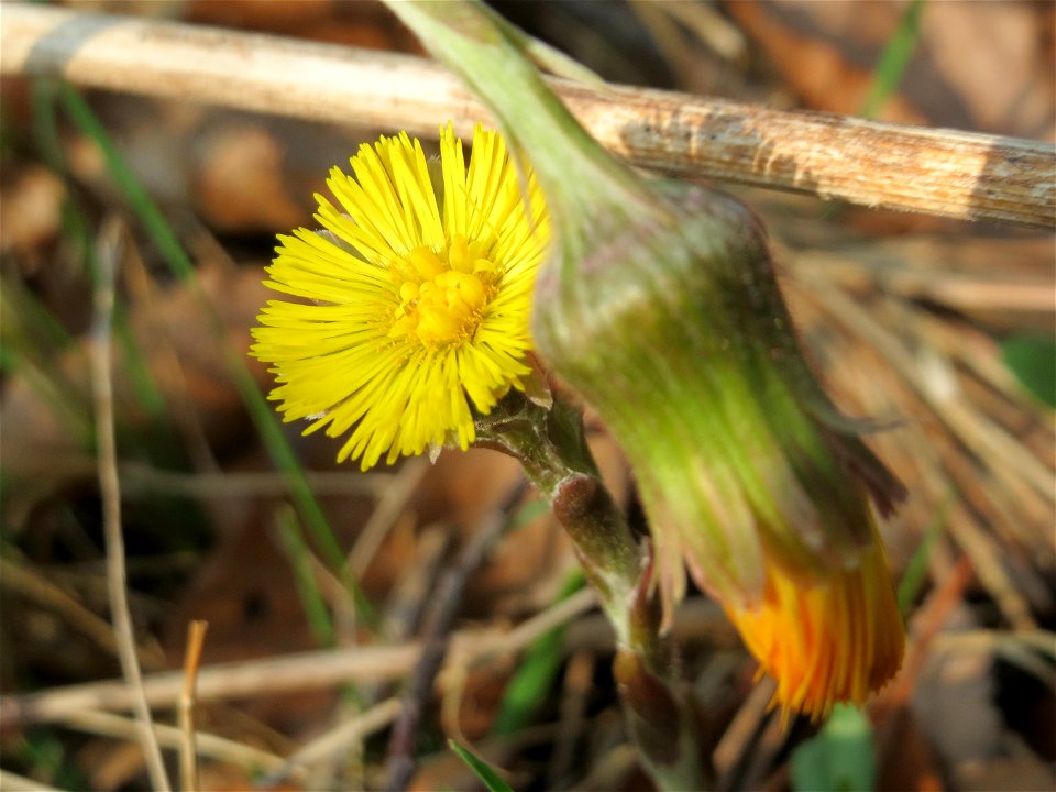 Huflattich (Tussilago farfara) in der Schwetzinger Hardt