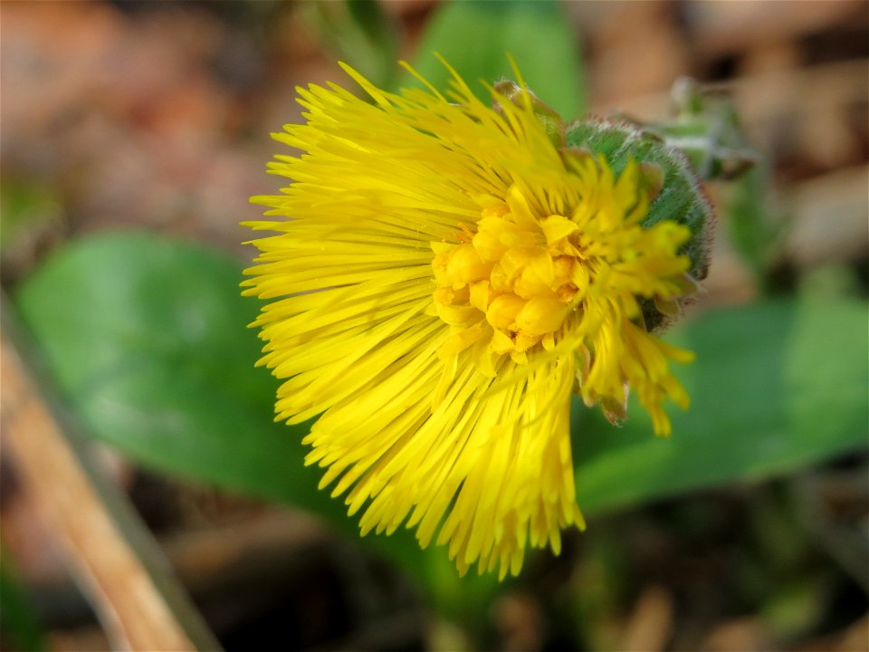 Huflattich (Tussilago farfara) in der Schwetzinger Hardt