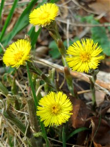 Huflattich (Tussilago farfara) in der Schwetzinger Hardt