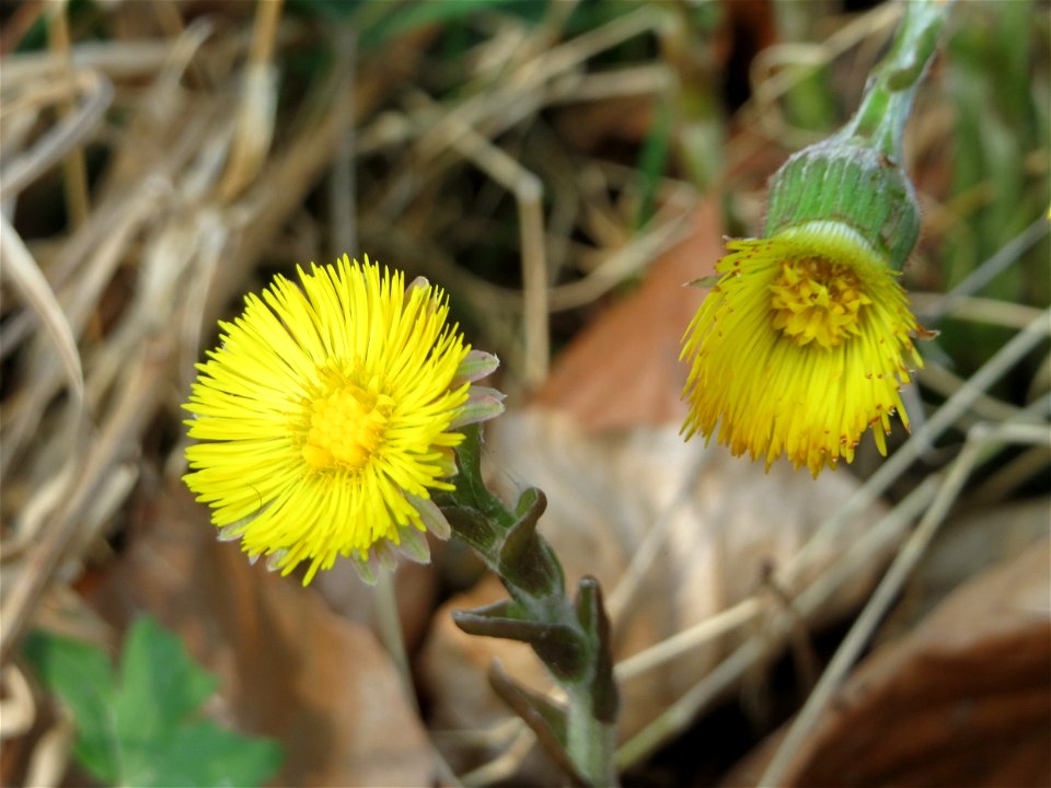 Huflattich (Tussilago farfara) in der Schwetzinger Hardt