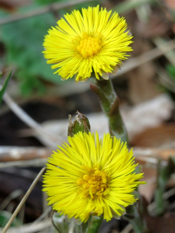 Huflattich (Tussilago farfara) in der Schwetzinger Hardt