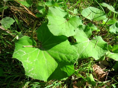 Grundblätter vom Huflattich (Tussilago farfara) in der Schwetzinger Hardt - blüht nur im Frühling aber die Blätter sind v.a. im Wald bis in den Herbst zu sehen