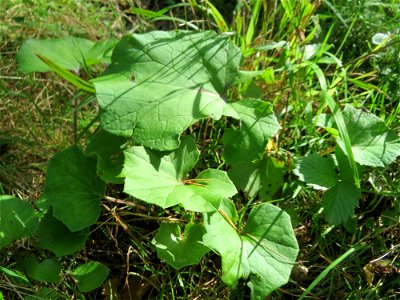 Grundblätter vom Huflattich (Tussilago farfara) in der Schwetzinger Hardt - blüht nur im Frühling aber die Blätter sind v.a. im Wald bis in den Herbst zu sehen