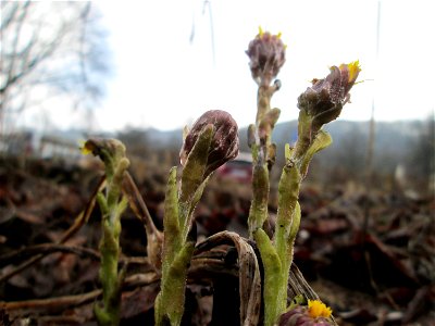 Erster Huflattich (Tussilago farfara) nahe der Goldenen Bremm in Alt-Saarbrücken