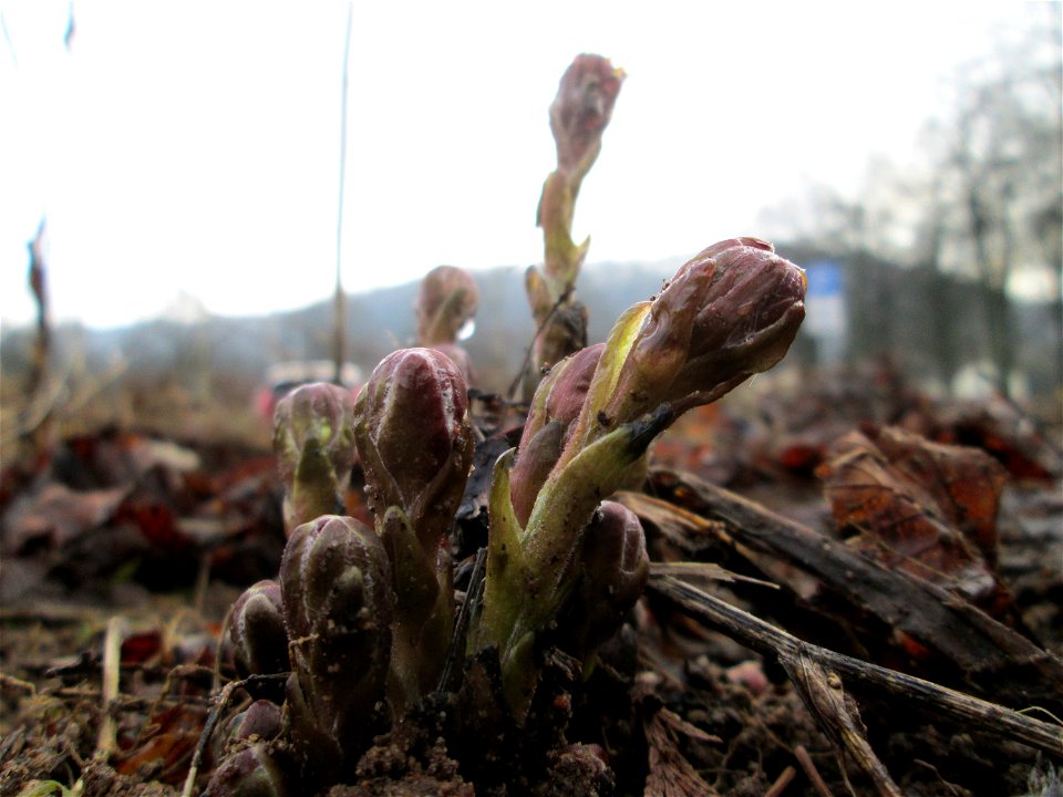 Erster Huflattich (Tussilago farfara) nahe der Goldenen Bremm in Alt-Saarbrücken