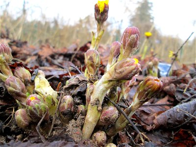 Erster Huflattich (Tussilago farfara) nahe der Goldenen Bremm in Alt-Saarbrücken