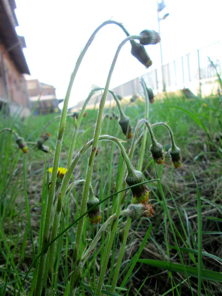 verspäteter Huflattich (Tussilago farfara) am Bahnhof Landstuhl