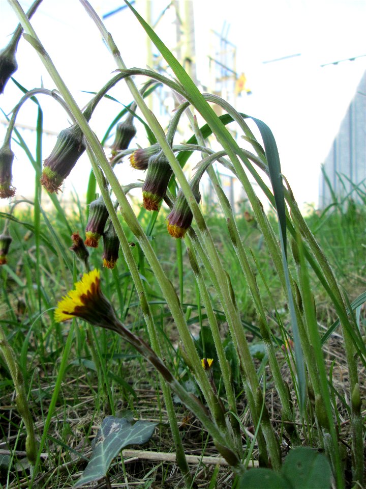 verspäteter Huflattich (Tussilago farfara) am Bahnhof Landstuhl