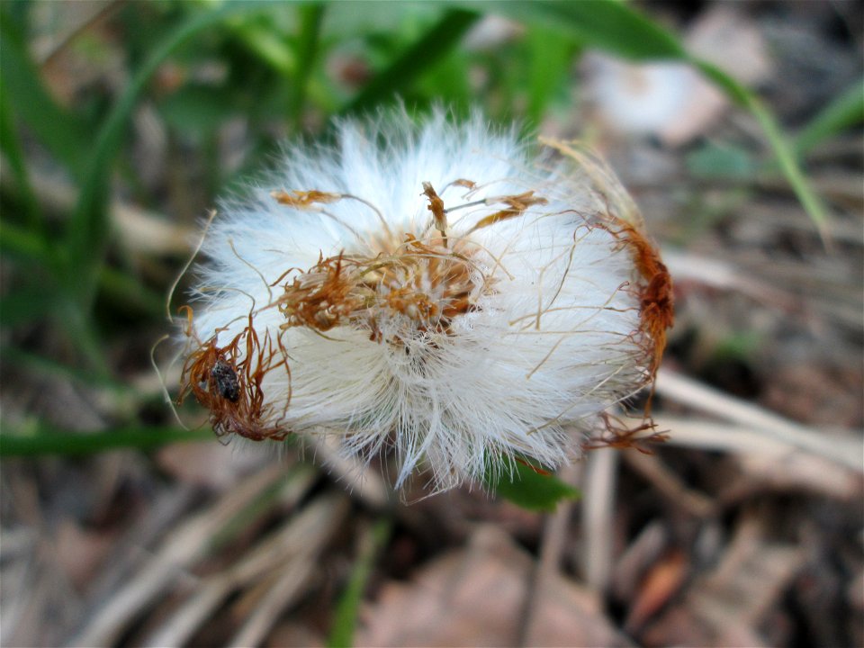 Verblühter Huflattich (Tussilago farfara) in der Schwetzinger Hardt