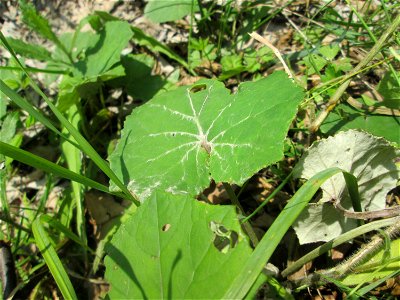 Huflattich (Tussilago farfara) in der Schwetzinger Hardt