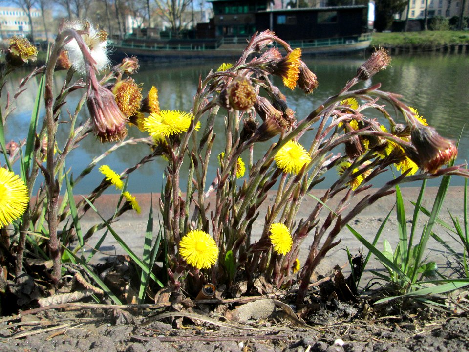 Huflattich (Tussilago farfara) zwischen A620 und Saar in Alt-Saarbrücken