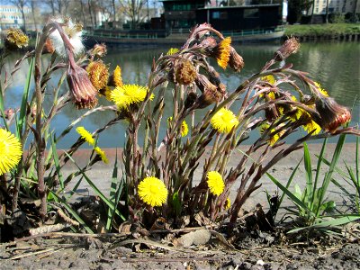 Huflattich (Tussilago farfara) zwischen A620 und Saar in Alt-Saarbrücken