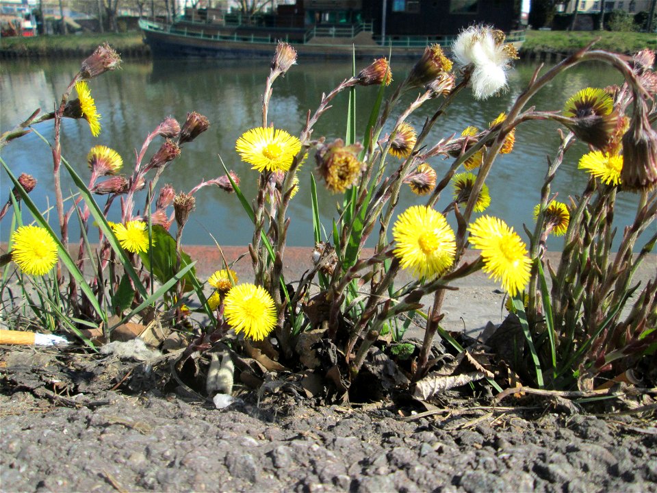 Huflattich (Tussilago farfara) zwischen A620 und Saar in Alt-Saarbrücken