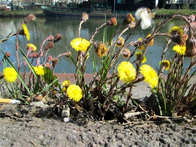 Huflattich (Tussilago farfara) zwischen A620 und Saar in Alt-Saarbrücken