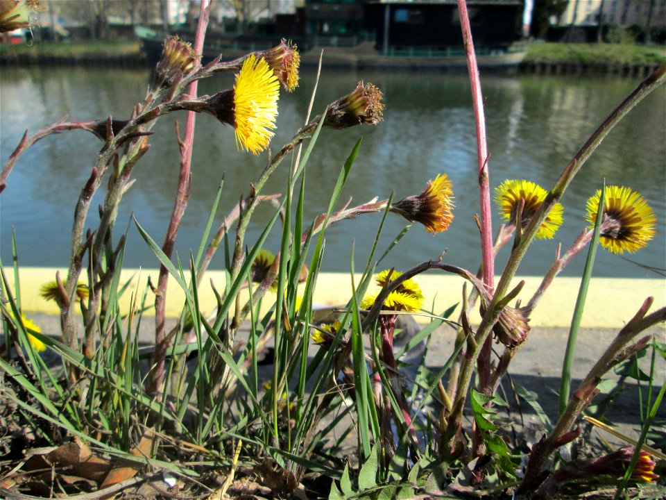Huflattich (Tussilago farfara) zwischen A620 und Saar in Alt-Saarbrücken