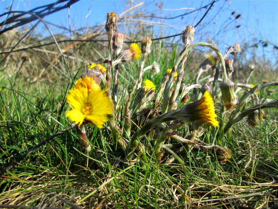 Huflattich (Tussilago farfara) am Osthafen Saarbrücken
