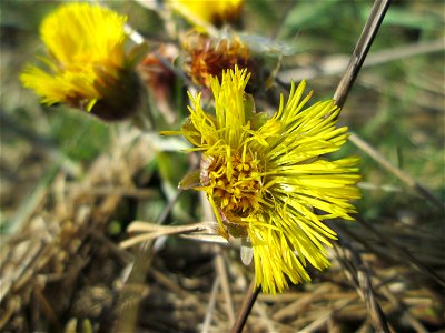 Huflattich (Tussilago farfara) am Osthafen Saarbrücken