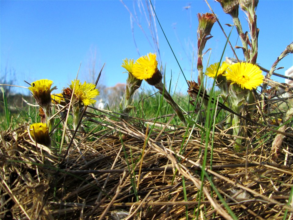 Huflattich (Tussilago farfara) am Osthafen Saarbrücken