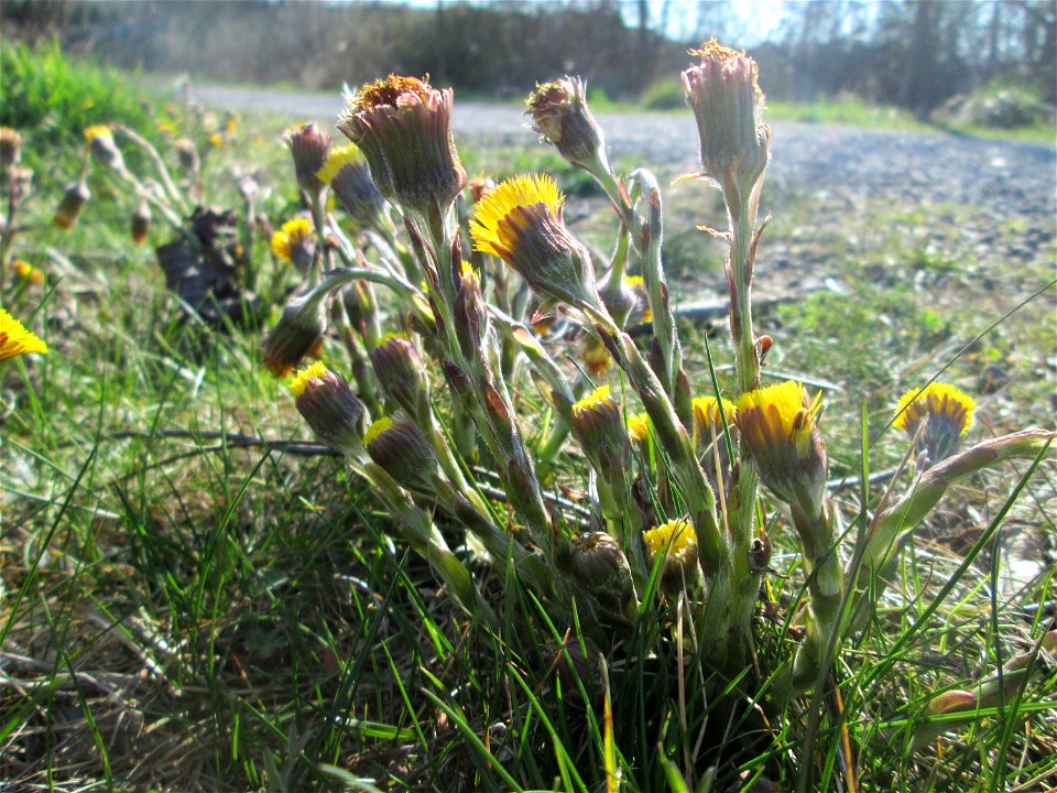 Huflattich (Tussilago farfara) am Osthafen Saarbrücken