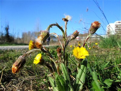Huflattich (Tussilago farfara) am Osthafen Saarbrücken