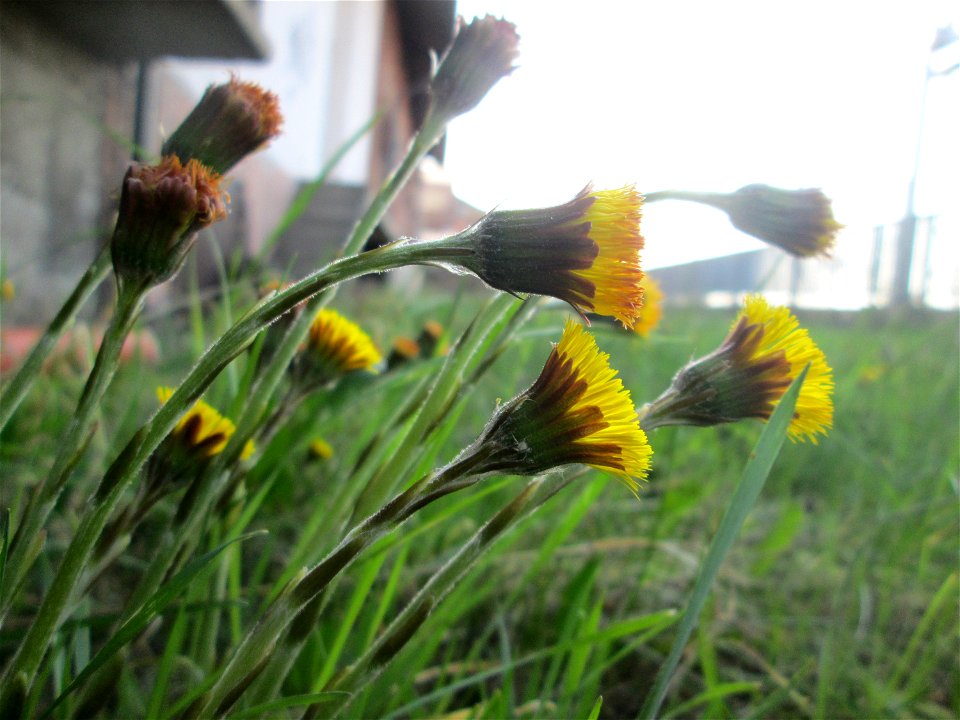 Huflattich (Tussilago farfara) am Bahnhof Landstuhl