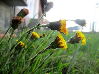 Huflattich (Tussilago farfara) am Bahnhof Landstuhl