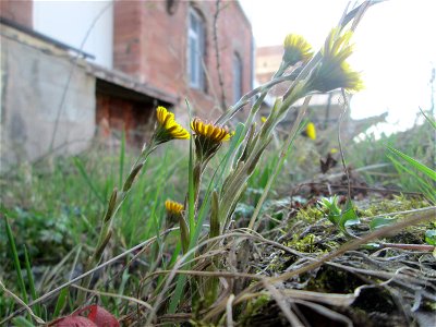 Huflattich (Tussilago farfara) am Bahnhof Landstuhl photo