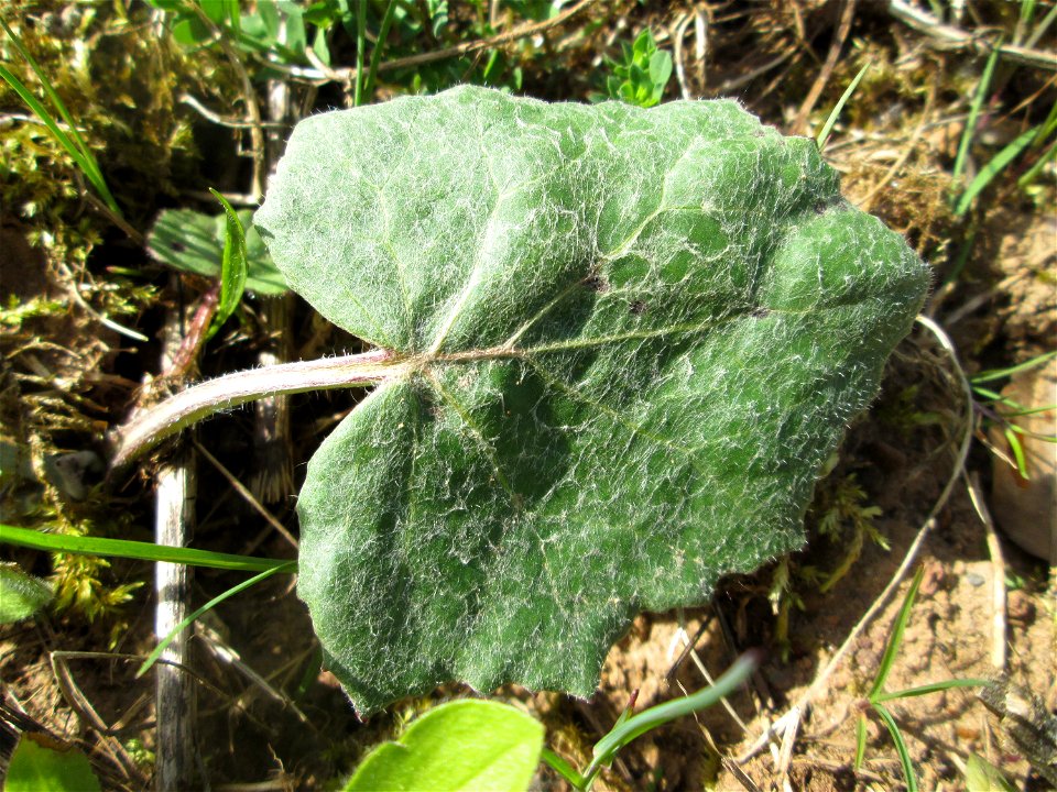 Huflattich (Tussilago farfara) im Steinbachtal bei Saarbrücken
