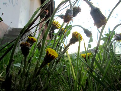 Huflattich (Tussilago farfara) am Bahnhof Landstuhl