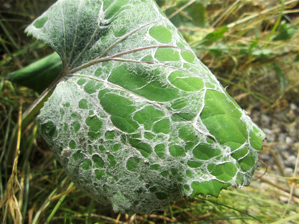 Huflattich (Tussilago farfara) am Osthafen in Saarbrücken